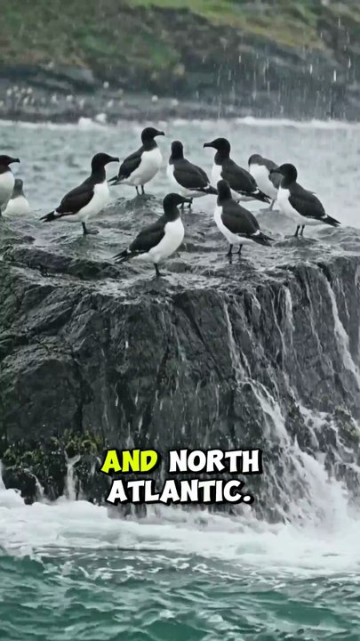 The Original Penguin: The Tragic Story of the Great Auk 🐧#GreatAuk #ExtinctSpecies #WildlifeHistory #NatureDocumentary #TheOriginalPenguin #NorthAtlantic