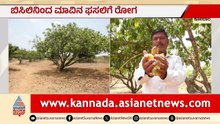 ಮಾವು ಬೆಳೆಗಾರರಿಗೆ ಬಿಸಿಲ ಶಾಕ್: ಶೇ. 90ರಷ್ಟು ಫಸಲು ನಾಶ, ಕಣ್ಣೀರಲ್ಲಿ ರೈತ | Mango Crop Loss | Kolar