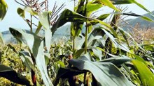 Monoculture Is Fragile. Landraces Fight Back.