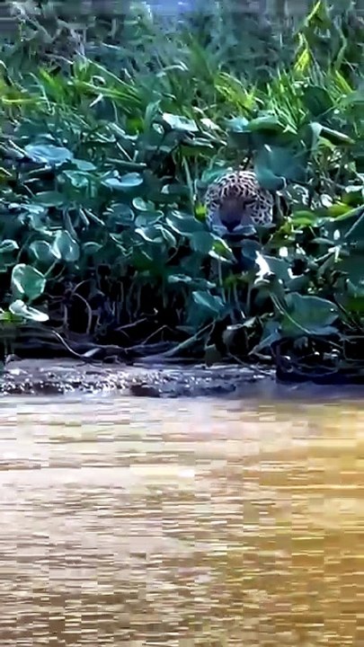 Leopard Lion Brutal Hunting Battle Moments