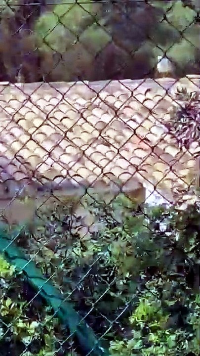Un nido de gaviotas en peligro