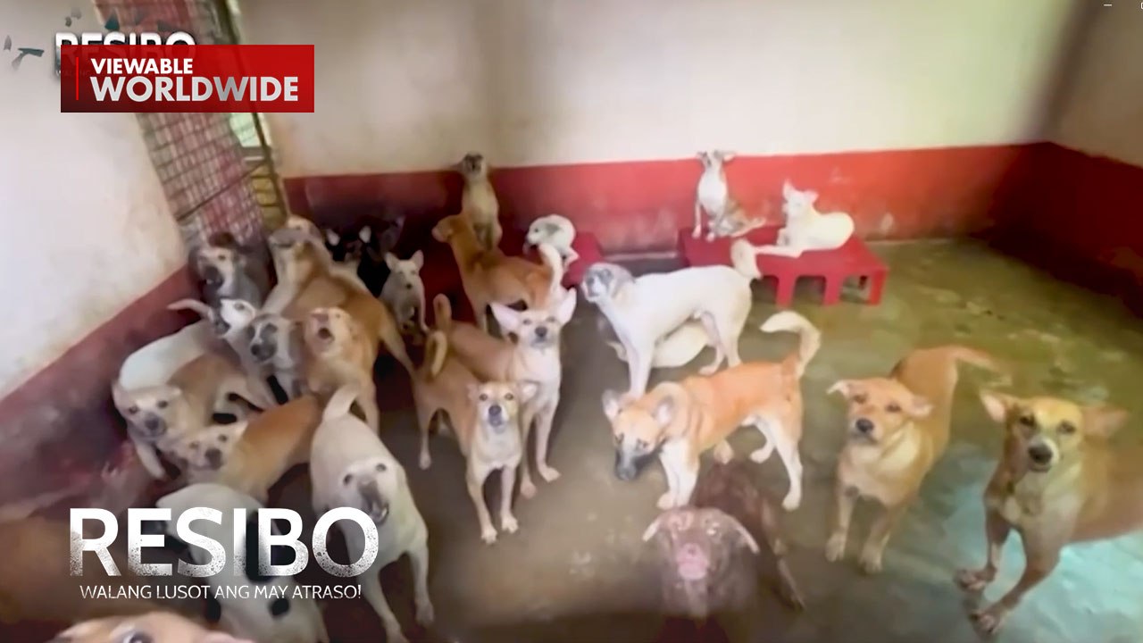 Masangsang na amoy dahil sa mahigit 100 aso ng kapitbahay?! | Resibo