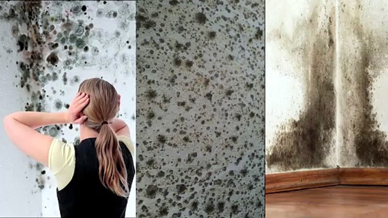 Mold Testing Dallas