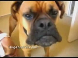 Talking Dog (Is this really Oscar?)