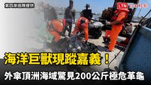 海洋巨獸現蹤嘉義！ 外傘頂洲海域驚見200公斤極危革龜