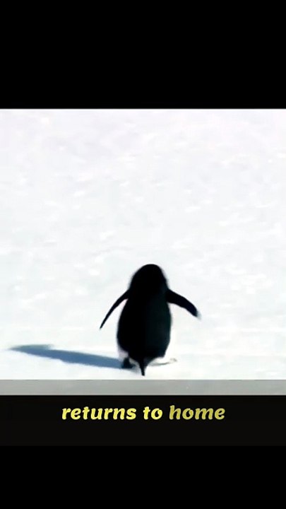 What Happened in Penguin Viral Story?