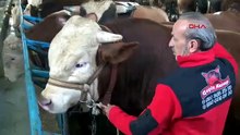 Kurbanlık pazarında bir dev! Kilosu da, boyutları da, fiyatları da dudak uçuklattı!