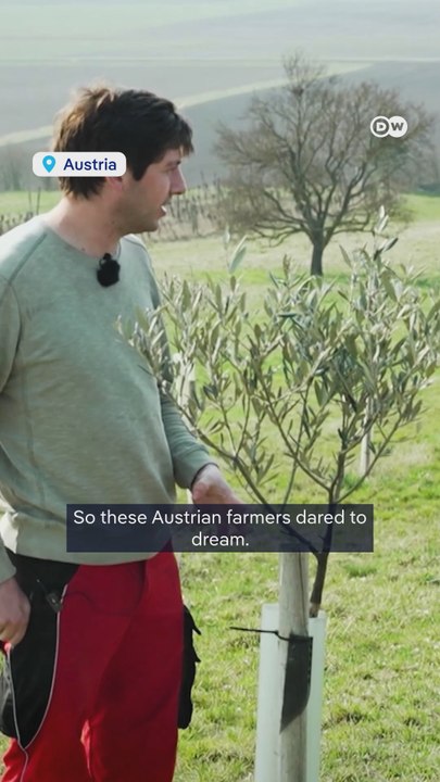 Olives from Austria?