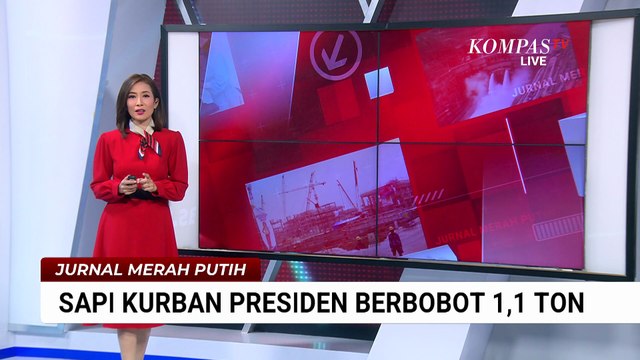 Sapi Limosin 1,1 Ton Milik Peternak Blora Jadi Hewan Kurban Presiden Prabowo | JMP