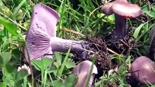 Ölümcül benzerliğe dikkat! ''Mavi Cincile'' sanıp zehirli olanı yiyebilirsiniz!