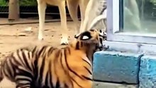 Incredible Close Leopard Hunt Ambush Fails on Safari Riverbank - Rare Failure in the Natural World