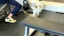 Gym cat 😅