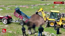 Nevşehir’de kurtların saldırdığı ağılda 40 koyun telef oldu