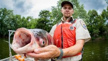 A closer look at 8 invasive animals reshaping America