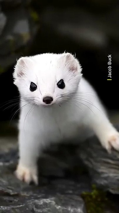 Tiny, quick and quietly ferocious 🤍