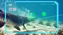 Reborn As A Fish, I Fought Back [Full Movie] [Full Storyline]Full EP - Full