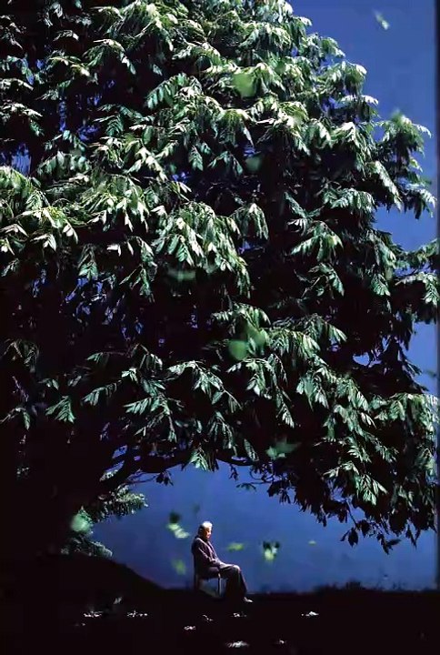 Tree Take Alone Boy