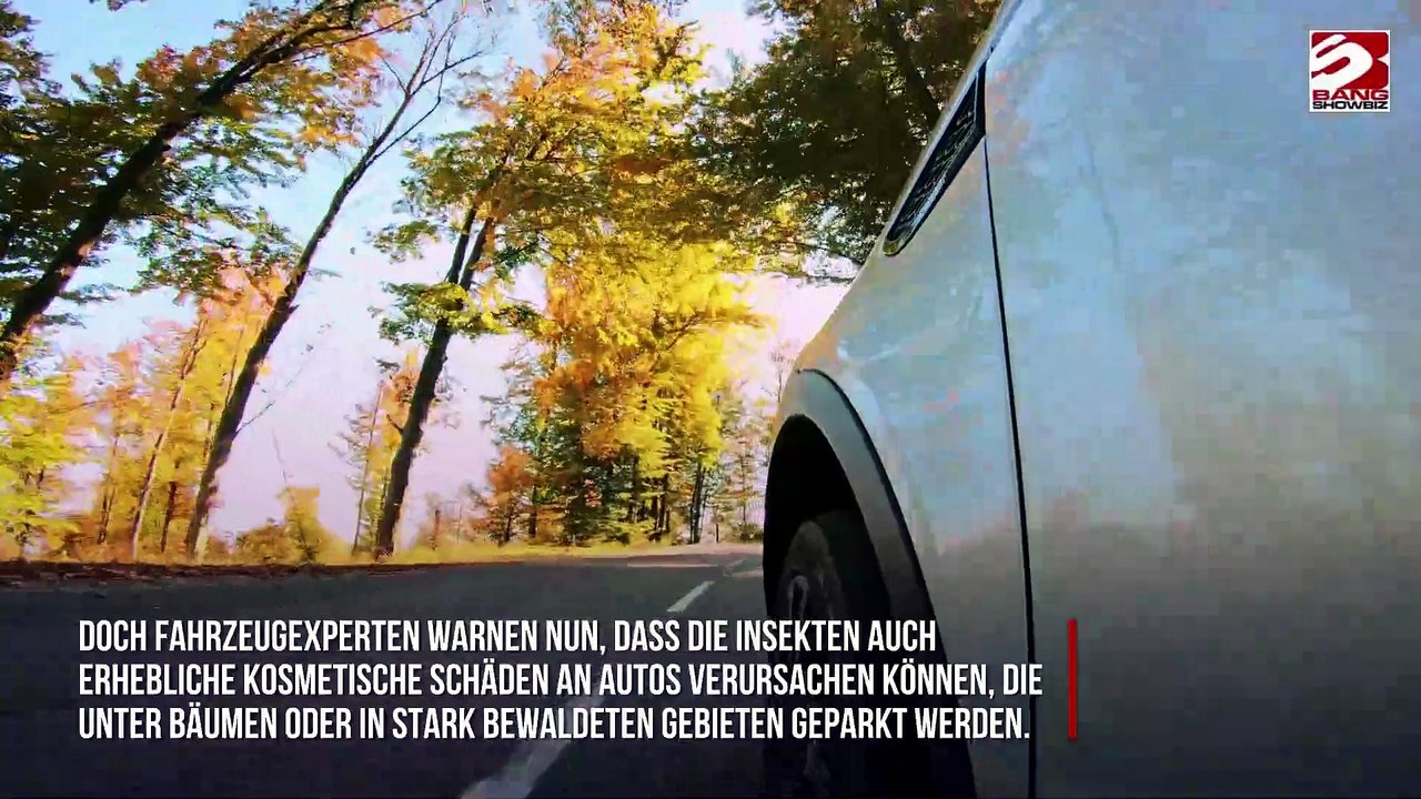 Autofahrer werden gewarnt: Dieses Insekt könnte Ihr Auto ruinieren