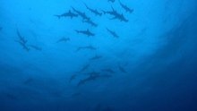 Hammerhead Sharks Hold Their Breath While Diving to Hunt Prey