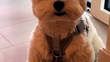 Quel beau chiot à poils longs blancs