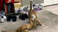 AhaTok_lovecat.0338_38613b7d-0995-4264-a7e7-ca2448642b8a_
