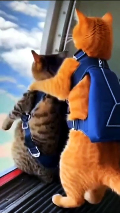 oh no no no #cat #funny