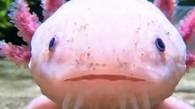 The Creature That Never Grows Up! | Axolotl "Waterdog" Facts#AnimalFacts #Nature #Axolotl#wildlife
