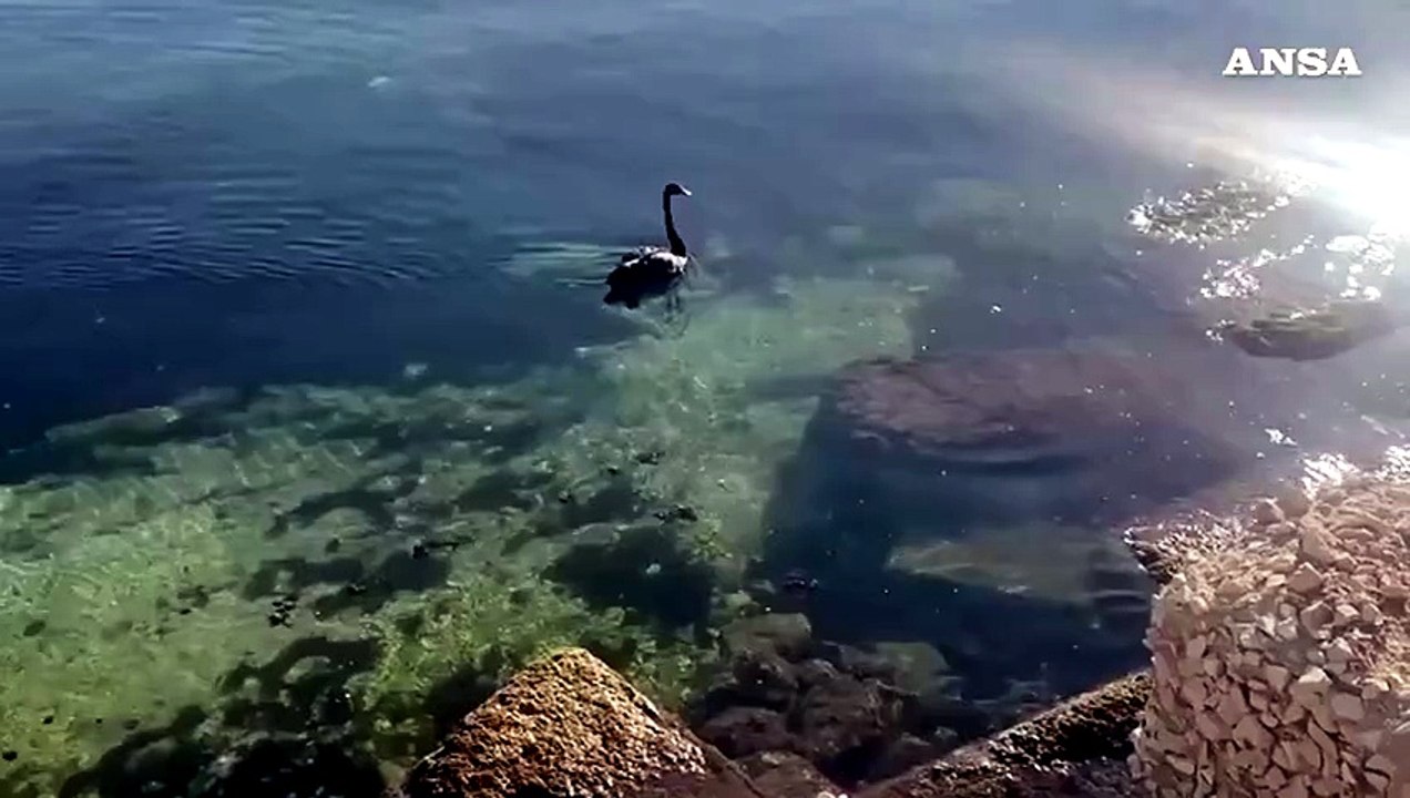 Bari, un cigno nero nel porto vecchio