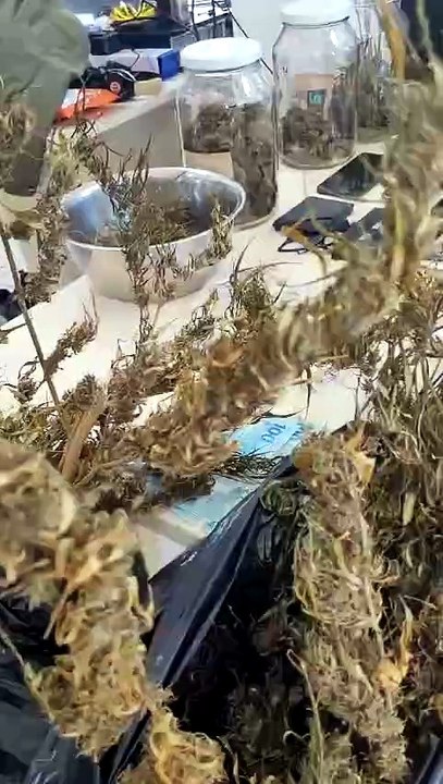 Tráfico na Ilha: 14 suspeitos são presos durante operação em bairro tradicional de Florianópolis