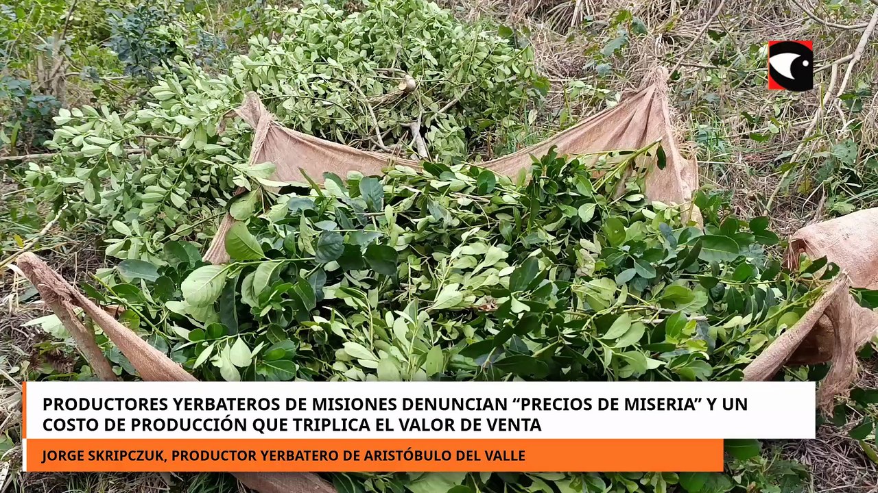Productores yerbateros denuncian que reciben precios de miseria