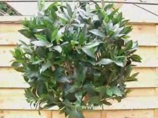 Laurier artificiel boule sur tronc Ht 170 cm