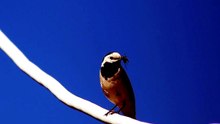 Close-up of a solitary bird perched on a tree branch
