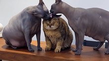 😹 SUBSCRIBE FOR MORE CATS VIDEOS