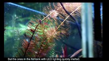 Myriophillum Tuberculatum LED vs Flourescent Lighting