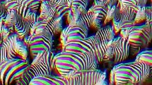 💥 The Zebra Illusion: How Optical Armor Defeats Africa's Deadliest Predators! 🦓🛡️🐆
