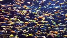 What Kids Like Most at the Ocean Park: A Family Guide 2026