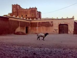 troupeau de mouton à taourirt ait zaghar imghrane