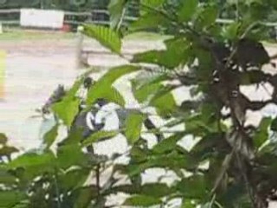 Premier concours de ma Loupètte