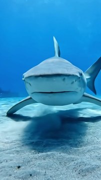 : Nature's Deep Sea Secret: The Ancient Elephant Shark Revealed #animalfacts #wildlife # English documentary of shark