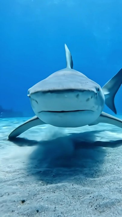 : Nature's Deep Sea Secret: The Ancient Elephant Shark Revealed #animalfacts #wildlife # English documentary of shark