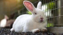 Profitable animals for small American farms: practical picks