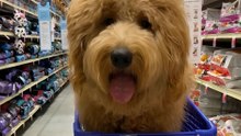 Meet 11 Lovable Doodle Breeds Changing Households