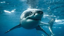 12 Most Aggressive Sharks and Where to Find Them