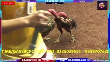 Xám bút chì va Tía phóng lơn hồ 2