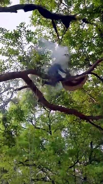 Mahua Honey Hunting in Chhattisgarh