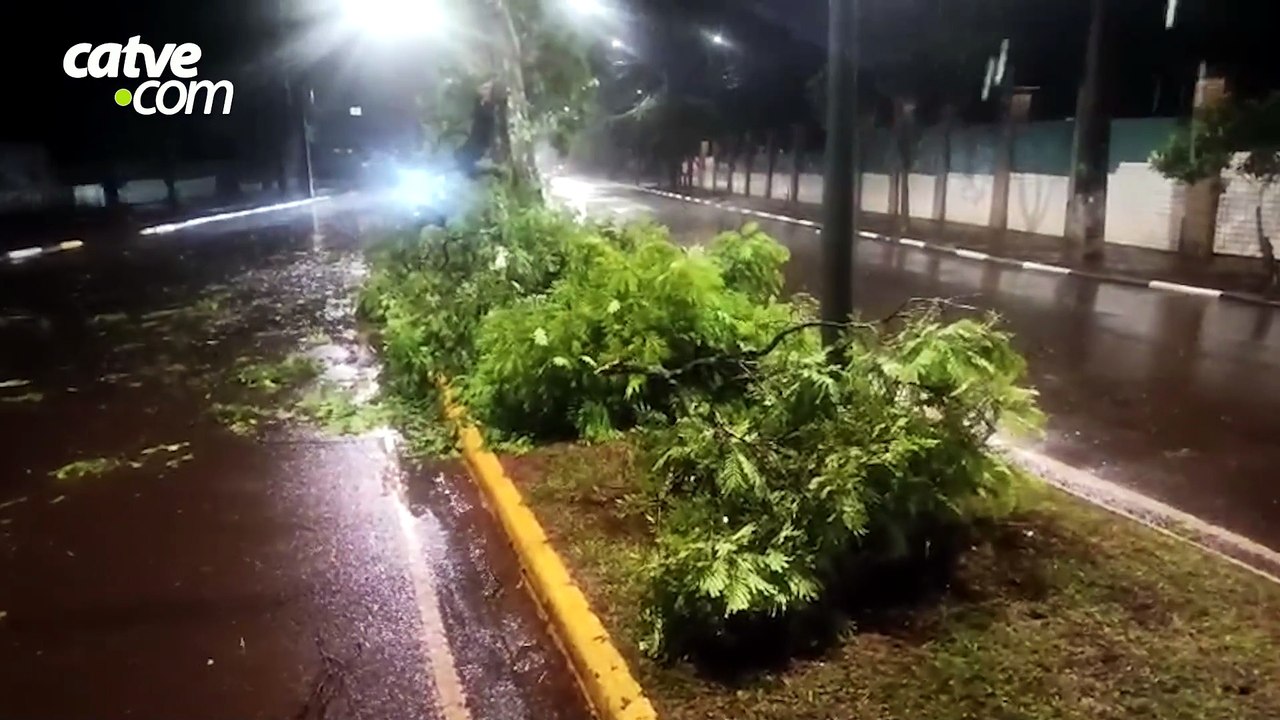 Galho de árvore cai, interdita avenida e deixa moradores sem luz em Toledo