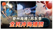 登州海滩“苏东大放送” 民众雨中冲海狂捞宛如嘉年华