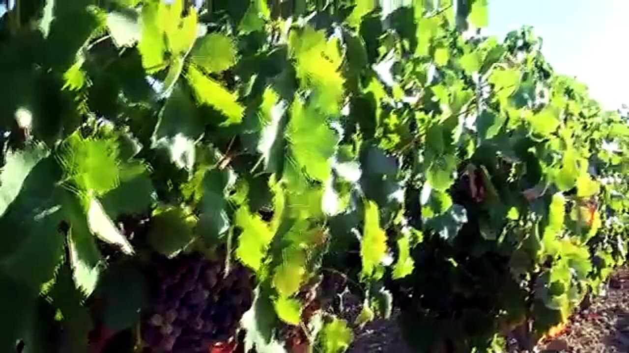 VENDEMMIA ''STORICA'': MAI COSÌ IN ANTICIPO PER VINI DI OTTIMA QUALITÀ