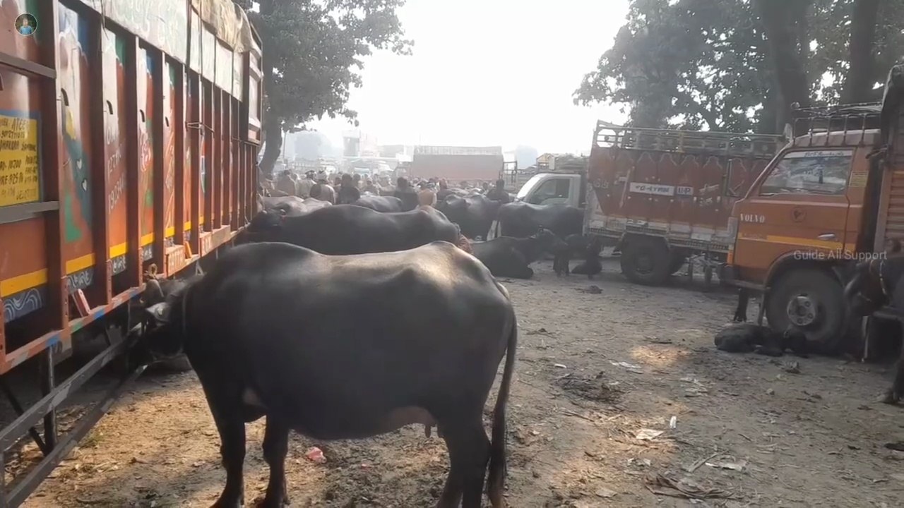 Bilaspur Pashu Bajar UP Rampur | pashu mandi | pashu mandi khanna 2024  #kisanpoultryfarm  #pashumandi  #pashumela  #bilaspurmandi