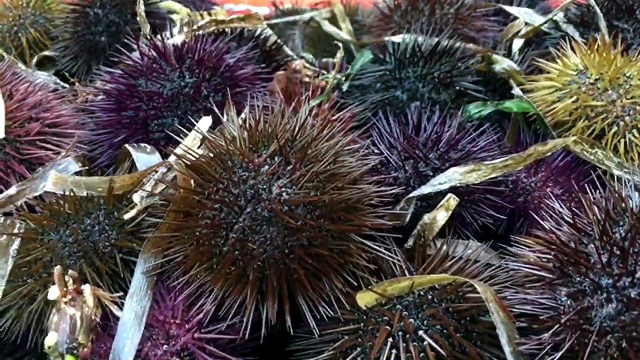 Cabras: ancora ricci vietati nell'Area marina protetta del Sinis